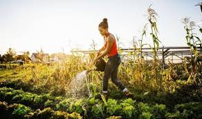 Find the perfect garden to fit your needs. Gardening Advice What To Grow In Your Garden This August Express Co Uk