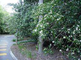 Image result for Tabernaemontana ventricosa