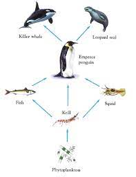 Penguin Food Chain Bing Images Food Chain Penguins Science Food Chains