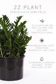 Zz Plants Have Deep Green Glossy Oval Leaves That Look Fresh After Months Of Neg House Plants Indoor Plants Plants Low Light Plants