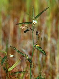 Image result for Aeschynomene