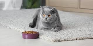Check spelling or type a new query. Selain Stres Dan Masalah Pencernaan Ini 4 Penyebab Kucing Jadi Tidak Nafsu Makan Merdeka Com