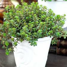 Maybe you would like to learn more about one of these? Buy Garden Plants From Online Garden Centre Gardening Express The Uk S No 1 Gardeningexpress Co Uk