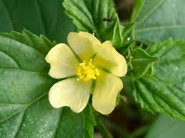 Image result for Sida rhombifolia