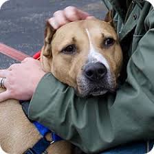 Maybe you would like to learn more about one of these? Richmond Va American Staffordshire Terrier Mix Meet Nelson A Dog For Staffordshire Terrier Mix Kitten Adoption Staffordshire Terrier