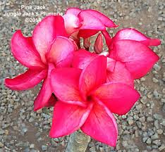 Pink Jack Solid Medium Dark Pink Plumeria With Dark Pink Orange Center And Yellow Streaks And Can Make Pagoda Tips O Plumeria Flowers Plumeria Frangipani