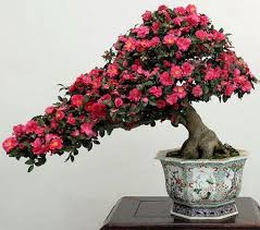 Bonsai Japanese Camellia Bonsai Flower Flowering Bonsai Tree Japanese Maple Bonsai