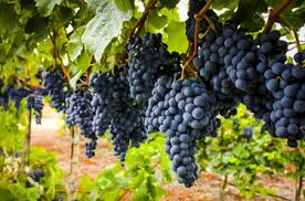 We did not find results for: Grape Vines For Sale Buy Grape Vines Online The Tree Center