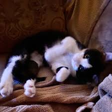 View map of second chance pet adoption league, and get driving directions from your location. The Pet Adoption League S Pets On Parade Home Facebook