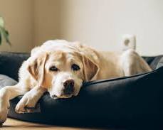senior dog relaxing on a bedの画像