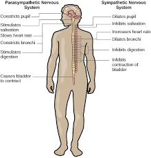 The central nervous system (cns) and the peripheral nervous system (pns). Parts Of The Nervous System Introduction To Psychology
