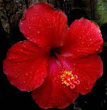 Hibiscus Flower Colour Hibiscus Hibiscus Flowers Growing Hibiscus Hibiscus
