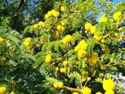 Image result for Acacia karroo