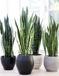 We did not find results for: 5 Plantes Qui N Ont Pas Besoin De Beaucoup De Lumiere Pour S Epanouir Elle Decoration