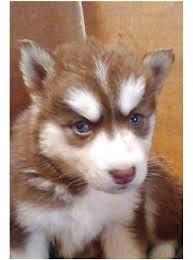 Why buy a husky puppy for sale if you can adopt and save a life? Huskies For Sale Near Me Online Shopping