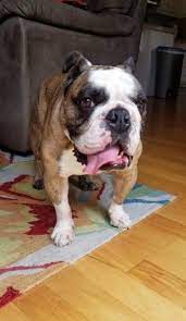 English Bulldog Dog For Adoption In Cypress Texas Snax In Cypress Texas Bulldog Rescue Bulldog Dog Adoption