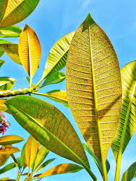 Frangipani Rust What It Is And How To Treat It Plumeria Tree Frangipani Azalea Flower
