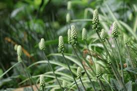 Image result for Xerophyta kirkii