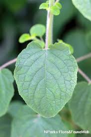 Image result for Mesosphaerum suaveolens