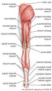Vector illustration informative medical scheme. Human Leg Muscles Diagram Koibana Info