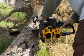 20 fox place hicksville, ny 11801. Green Light Trees Serves All Of Long Island Tree Cutting Services