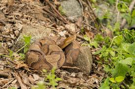Jump to navigationjump to search. Fs1320 Northern Copperheads In New Jersey Rutgers Njaes