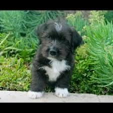 It is very important to socialize your puppy from a young age, especially if it takes after the pitbull, who sometimes has issues with other dogs. Shih Tzu Pitbull Mix Dogs Basic Dog Training Pitbull Mix