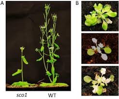 Maybe you would like to learn more about one of these? Insights Into Chloroplast Biogenesis And Development Sciencedirect