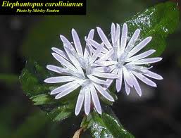 Image result for Elephantopus