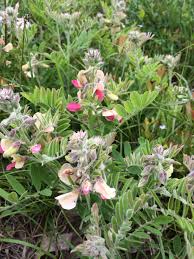 Image result for Tephrosia interrupta