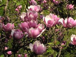 Image result for magnolia soulangeana