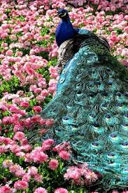 Beautiful Gardens At Yoshino Baigo Ome Japan By Seima Peacock Beautiful Birds Pet Birds
