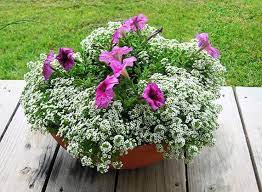 Pin On Annuals