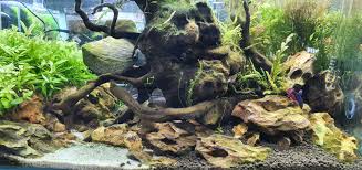 Choose the ideal history5.2 2. Aquascape Paradise Beautify Your Aquascape And Make It Paradise In The Water