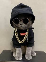 Daily post tentang kucing #kucingmeong ❤ like komen share biar kami tetap semangat update. 10 Potret Kucing Pakai Kacamata Bak Seleb Papan Atas Kucing Dan Anak Kucing Pakaian Kucing Kucing