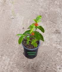 Image result for Justicia striolata