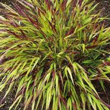 Japanese Forest Grass Beni Kaze Japanese Forest Shade Grass Shade Plants
