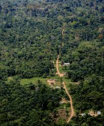 Image result for Manulea conferta