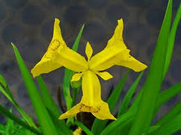 Image result for Iris pseudacorus