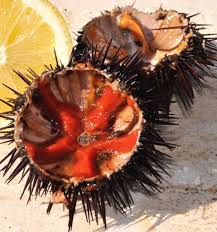 Check spelling or type a new query. Storia Ricci Di Mare In Cucina