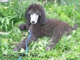 Poodle in dogs & puppies for sale. Mountain Standard Poodle High Quality Akc Standard Poodles For Sale