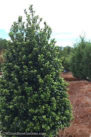Image result for Buxus acutata