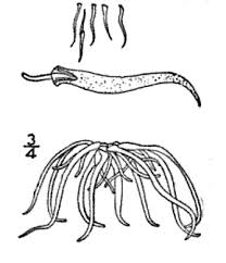 Image result for Wolffiella welwitschii