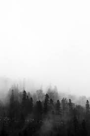 Nature Vibes Black And White Tree Misty Forest Black And White