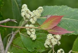 Image result for Homalium