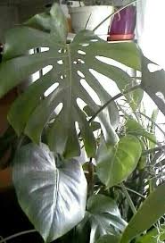 Monstera Deliciosa Monstera Deliciosa Plant Leaves Plants