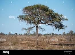 Image result for Cassia abbreviata