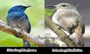 Burung kenari merupakan burung yang sangat unik dan merupakan burung yang paling banyak peminatnya , pecinta burung kadang masih bingung untuk mengetahui perbedaan burung kenari jantan dan betina. Decu Kembang Jantan Dan Betina Decu Kembang Trotol Jantan Dan Betina Cara Memilih Tips Membedakan Decu Kembang Jantan Dan Betina Este Pee