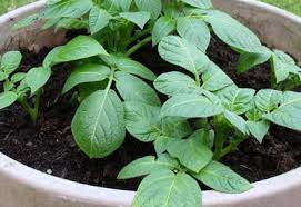 How deep should i plant potatoes in containers or bags? How To Grow Potatoes In Containers Bags And Buckets Planet Natural