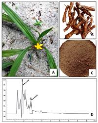 Image result for Curculigo